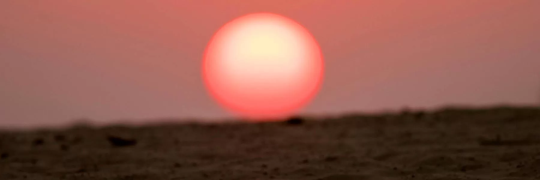 Date with Desert Cat