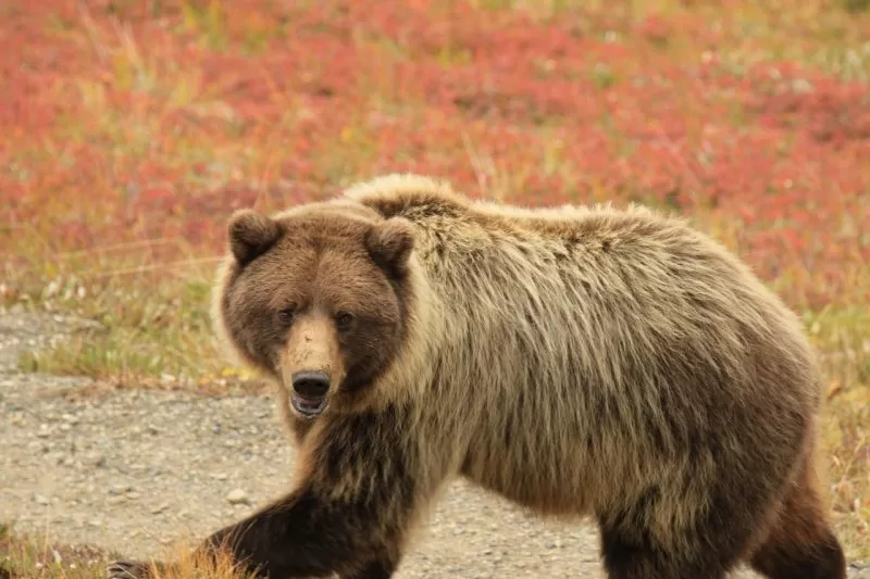Best places to spot brown bears