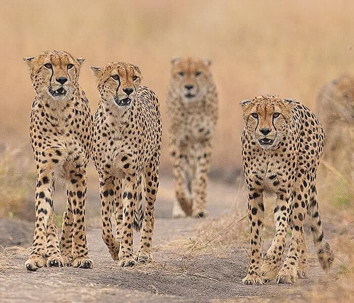 all-about-east-african-safaris