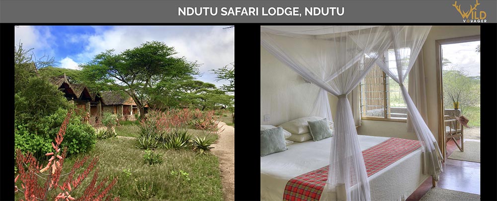 stay in Ndutu safari lodge during tanzania wildlife safari