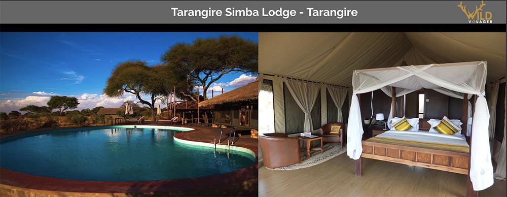 stay in simba lodge tarangire during tanzania wildlife safari