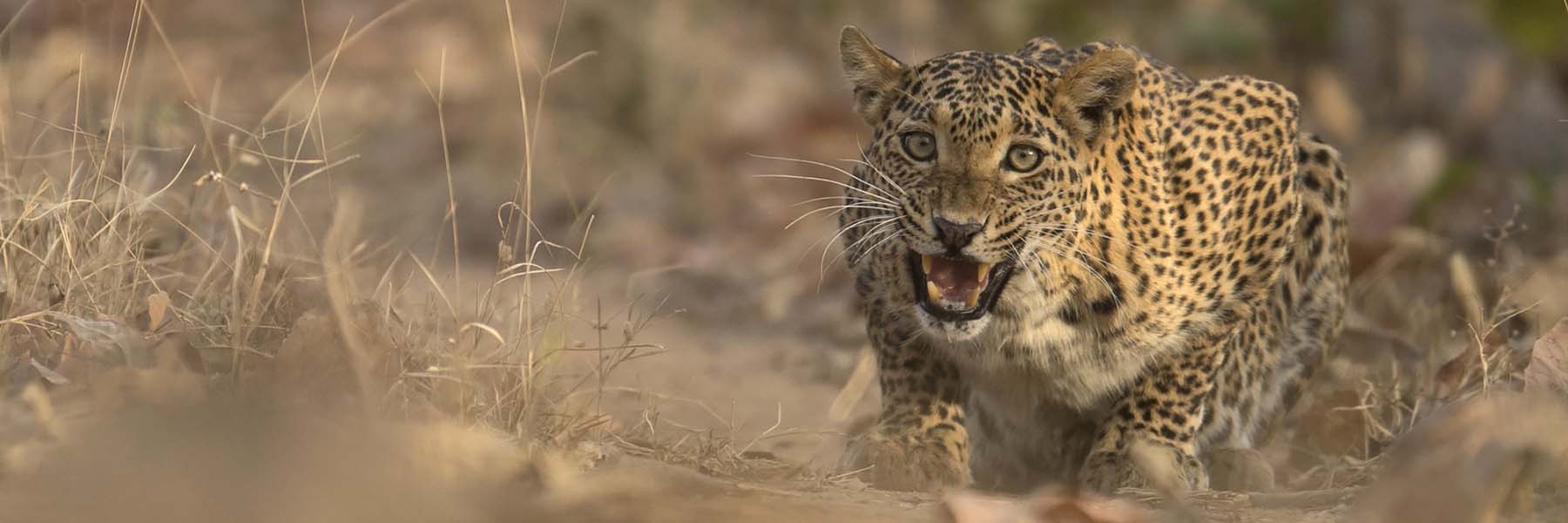 Leopard tours Wild Voyager