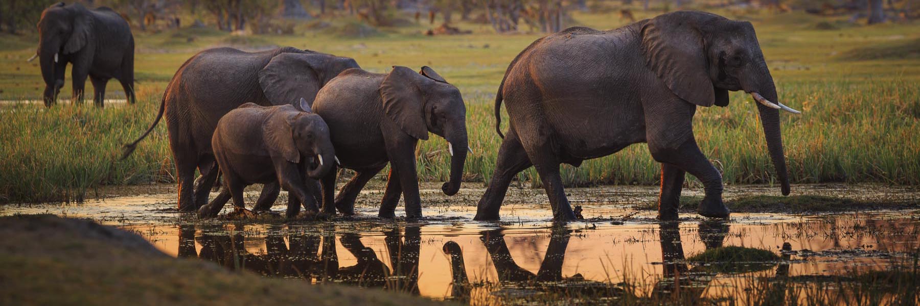 Botswana Safari Packages