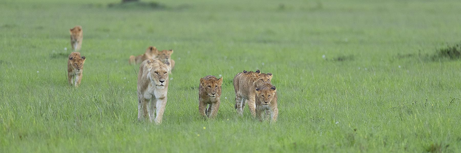 big five kenya safari