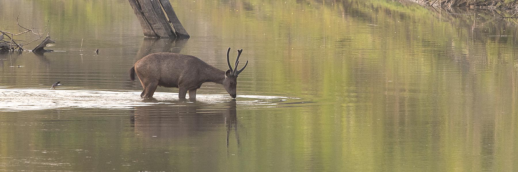 Namdapha national park | Wild Voyager Namdapha national park | Wild Voyager
