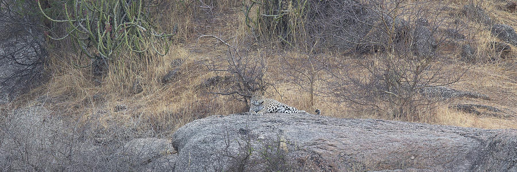 Bera and Jawai Leopards