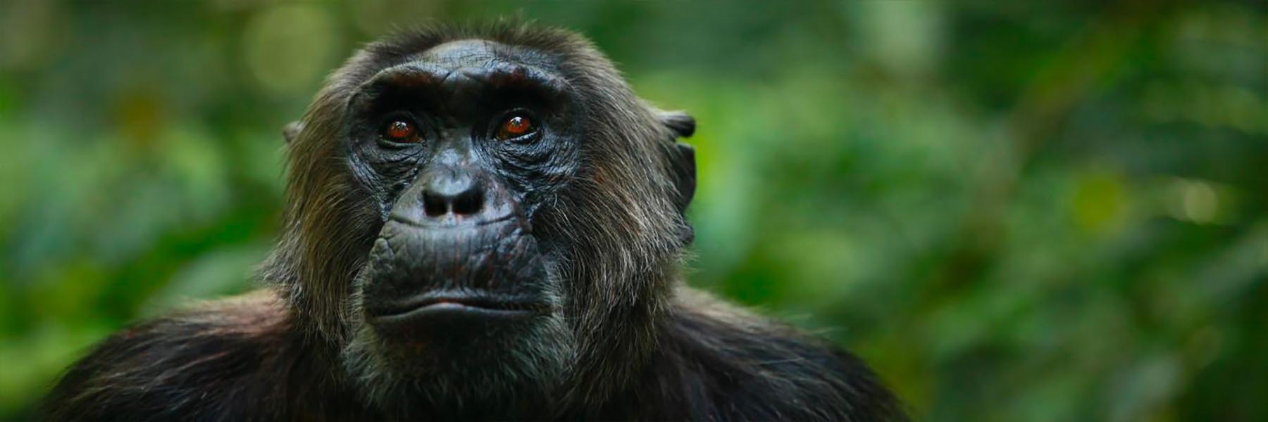 Gorilla & Chimpanzee Rwanda