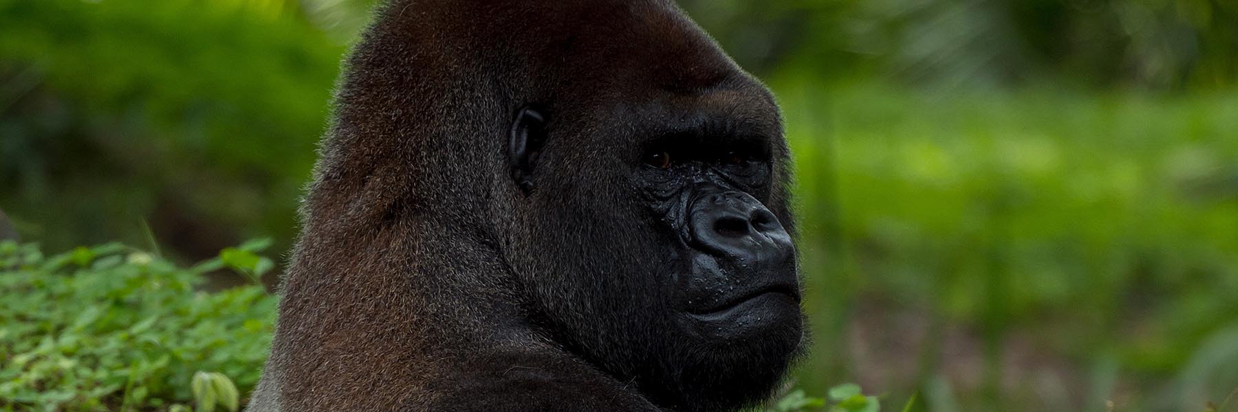 Gorilla, Chimpanzee and Wildlife Uganda