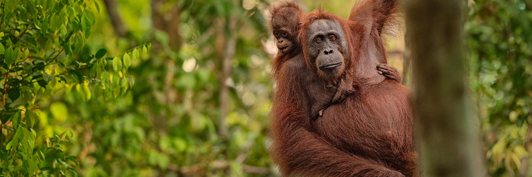 Indonesian Borneo Orangutan Expedition