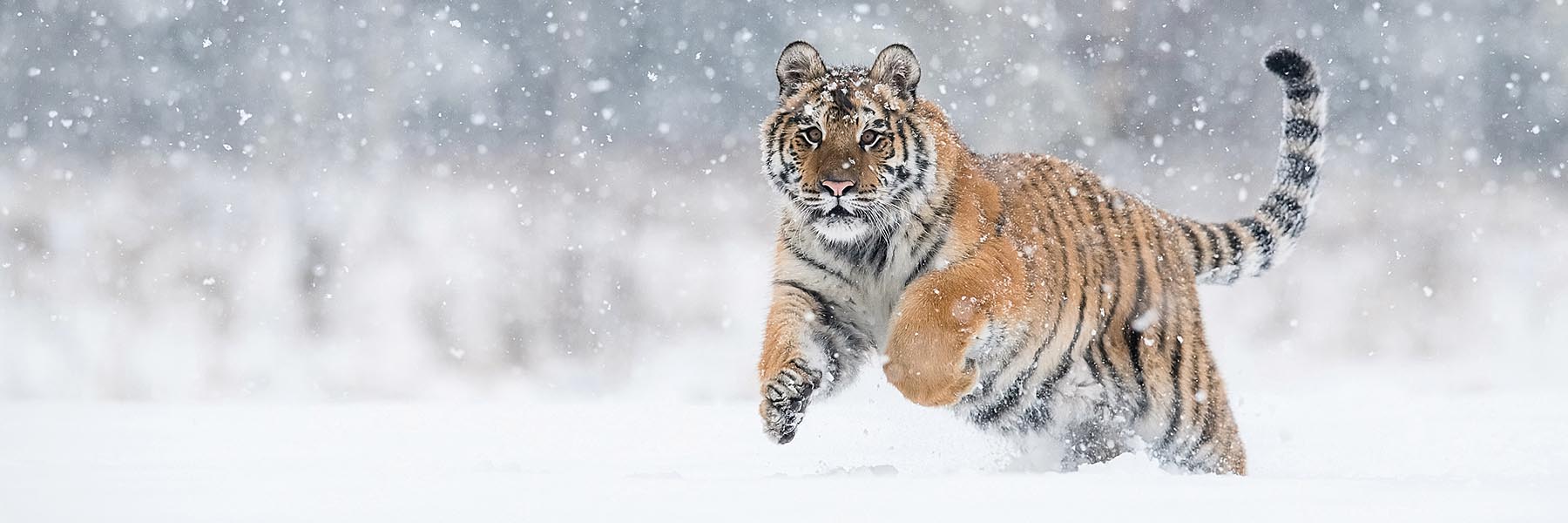 Siberian Tiger Tracking