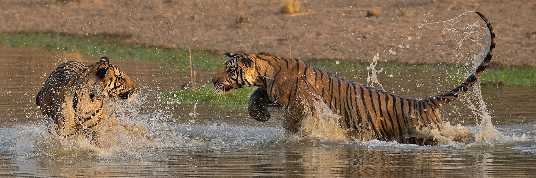 Indian wildlife experience with architecture