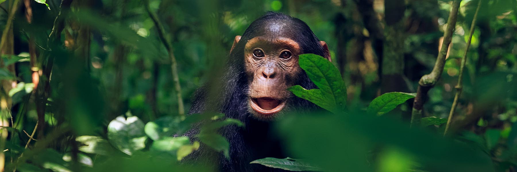 Gorilla and Chimpanzee Uganda