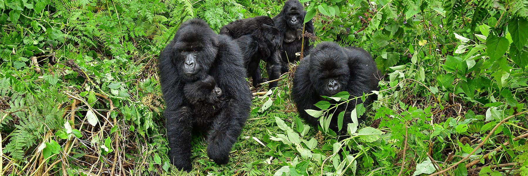  Gorilla Trekking Uganda