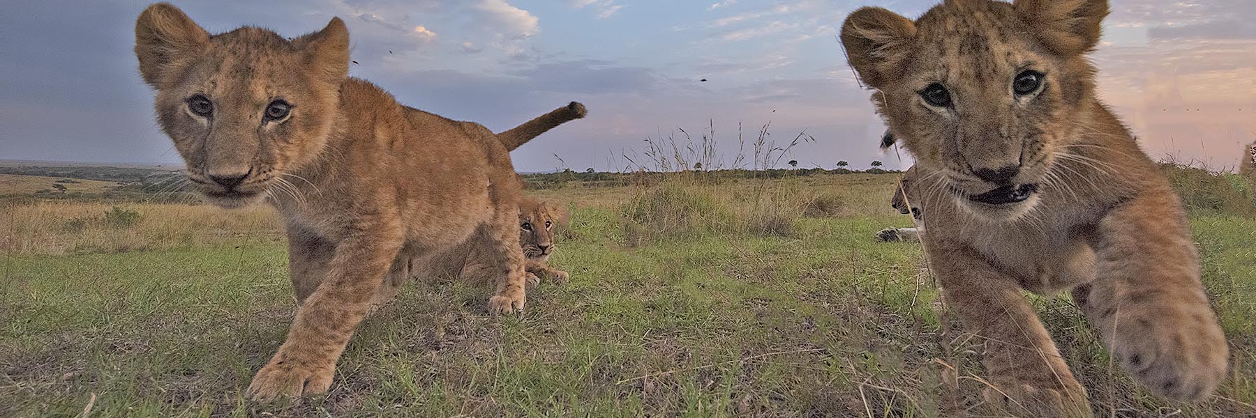 kenya wildlife safari