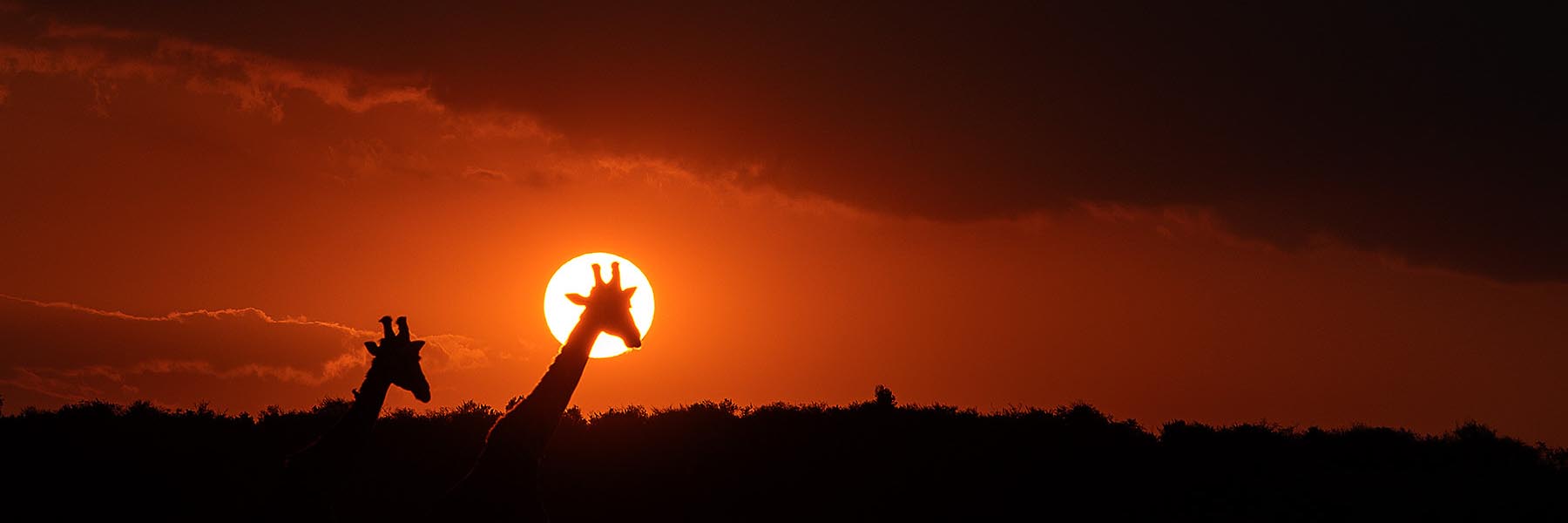 African Migration Safari Tours