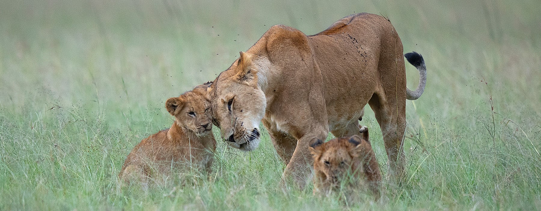 Masai Mara Safari Vacation packages