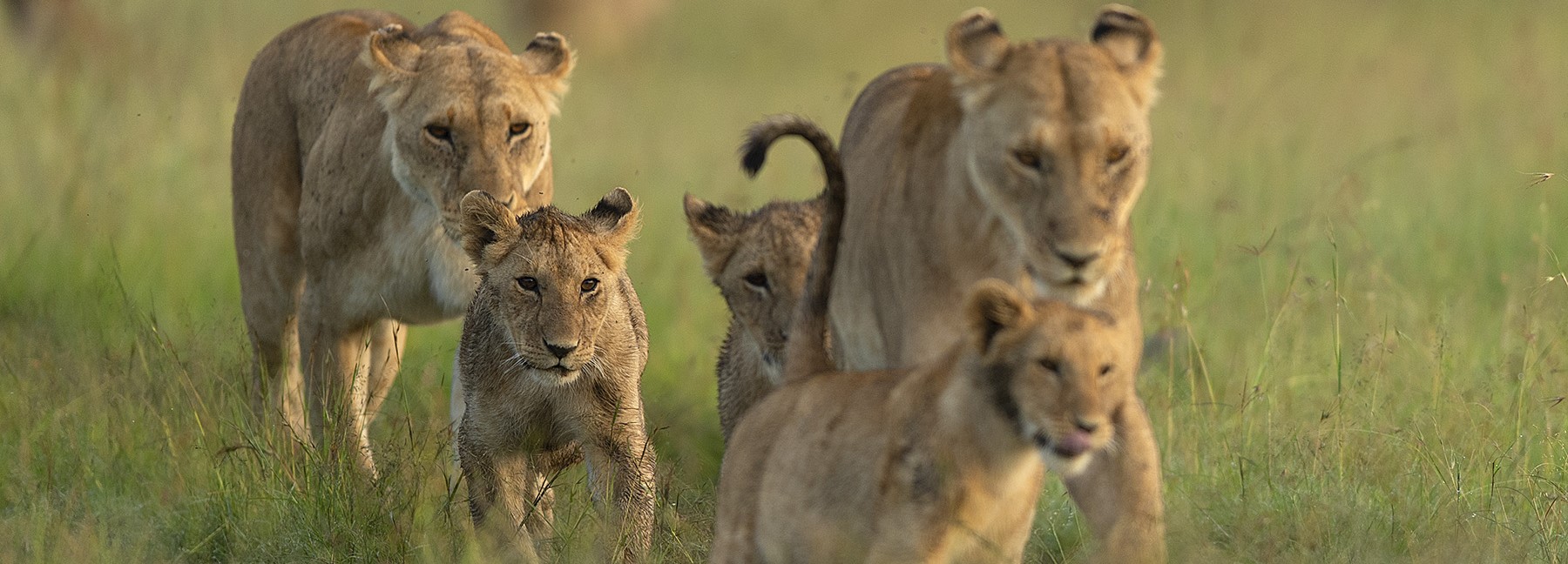 luxury masai mara safari