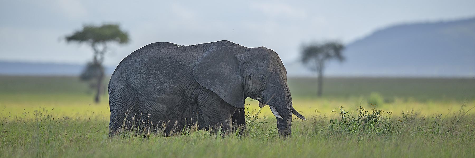 Tanzania wildlife experience