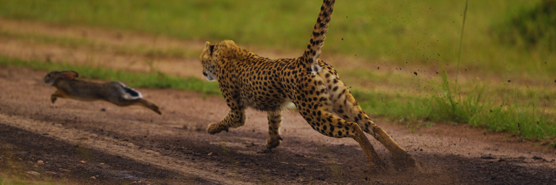 Tanzania wildlife safari