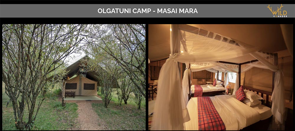 olgatuni camp in masai mara safari