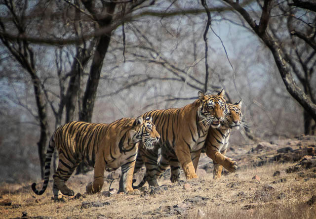 wild bengal tigers in ranthambore national park, rajasthan