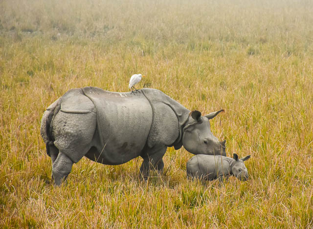 one horned rhino with her young baby grazing grass at pobitora wildlife sanctuary, assam