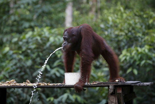 orangutan playing at camp leakey in tanjung puting national park, indonesia