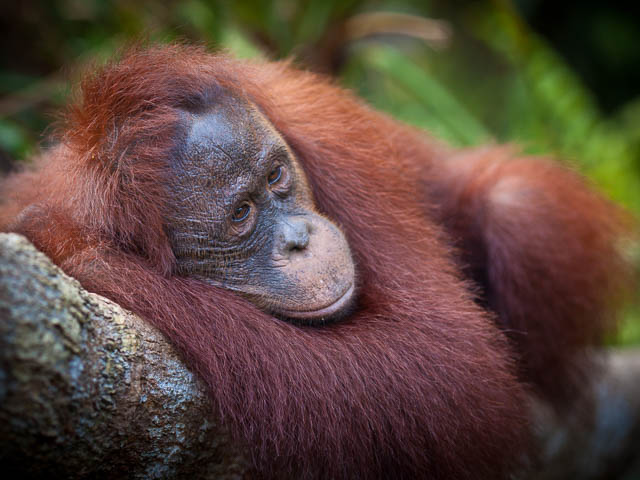 orangutan resting at feeding station in pondok tanggui, tanjung puting national park, indonesia