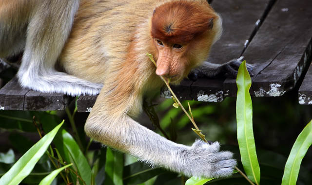 proboscis monkeys in indonesia