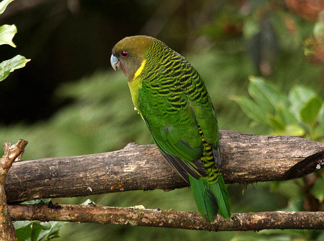 brehm's tiger parrot in papua new guinea, oceania