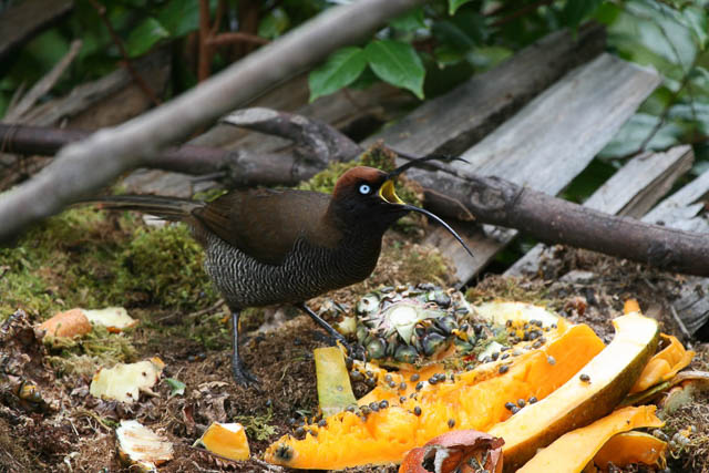 brown sicklebill feasting on a fruit in papua new guinea, oceania