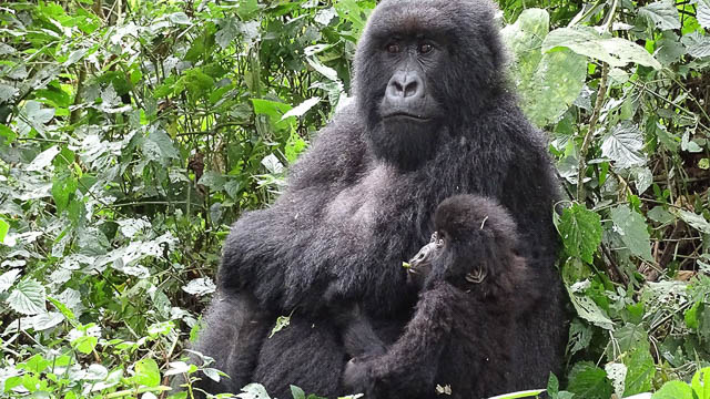 gorilla families in volcanoes national park, rwanda