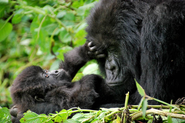 mother and baby mountain gorillas playing in volcanoes national park, rwanda