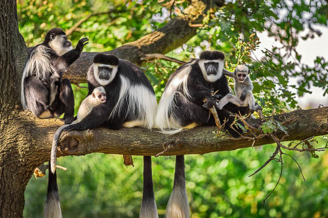 colobus monkey family on a tree in nyungwe forest national park, rwanda