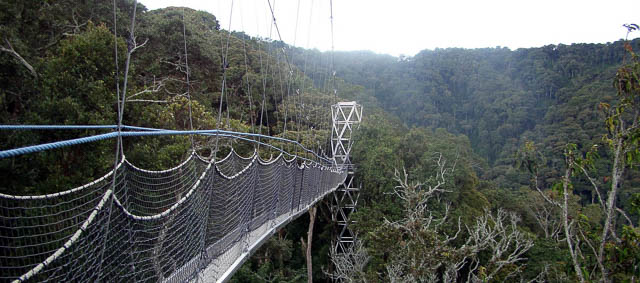 250-feet canopy walkway in nyungwe forest national park, rwanda