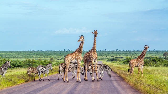 giraffe and plains zebra in kruger national park, south africa