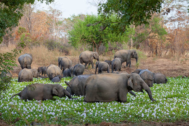 herd of elephants in water hyacinth in wasgamuwa national park, sri lanka