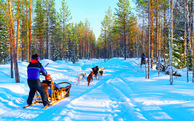 woman with husky family dog sled in winter at rovaniemi, finland