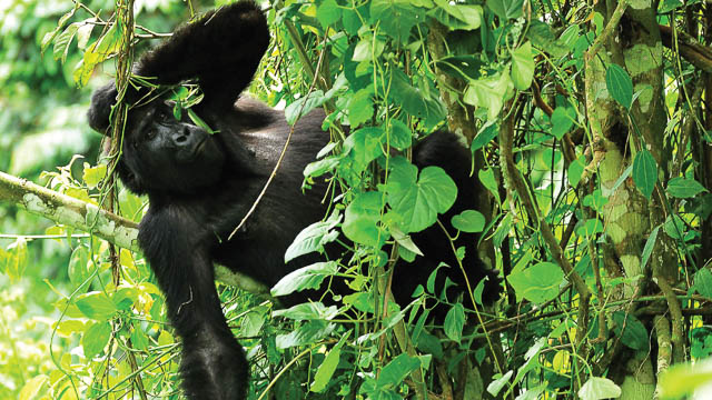 gorilla scratching his head in biwindi impenetrable national park, uganda