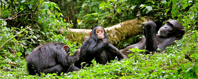 chimpanzee family relaxing in bwindi impenetrable forest, uganda