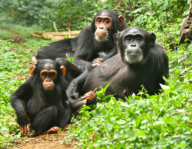 chimpanzee family in the forest of kibale national park, uganda