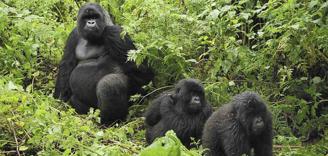 rwigi gorilla family in rushaga sector south of bwindi impenetrable forest national park, uganda