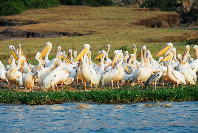 great white pelicans in kazinga channel, uganda
