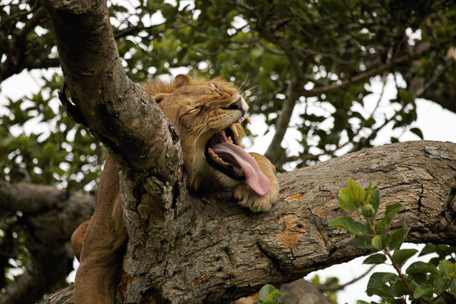 a young male tree-climbing lion yawns while resting in the branches at queen elizabeth national park, uganda