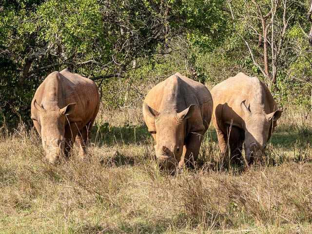 three rhinos grazing at ziwa rhino sanctuary, uganda