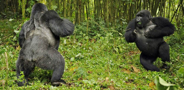 two silverback gorilla fighting in bwindi impenetrable forest national park, uganda
