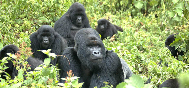 mountain gorillas family in bwindi impenetrable national park, uganda