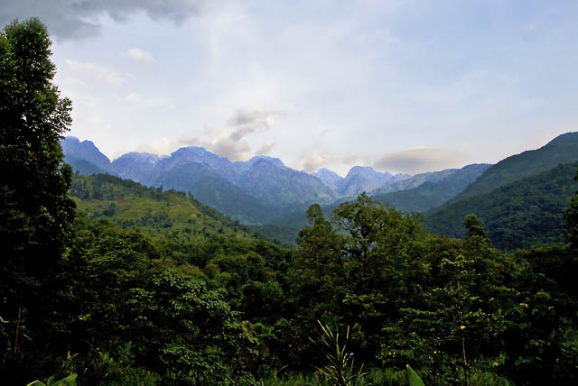 views of rwenzori mountains from the jungles of uganda