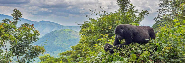 mountain gorilla eating leaves in bwindi impenetrable national park, uganda