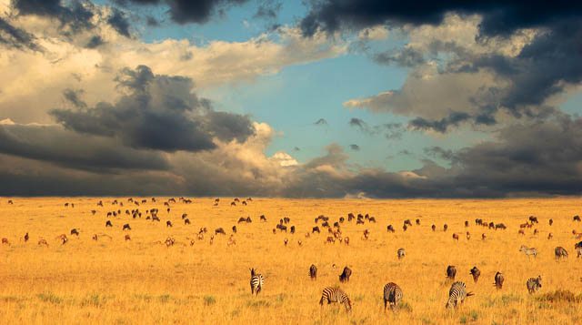 dark clouds over yellow fields at the end of the great migration in serengeti national park, kenya